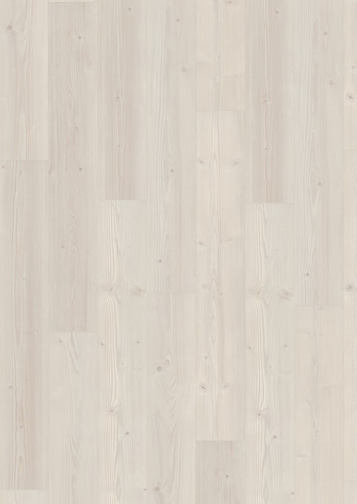 Borovica Inverey biela Borovica Inverey biela